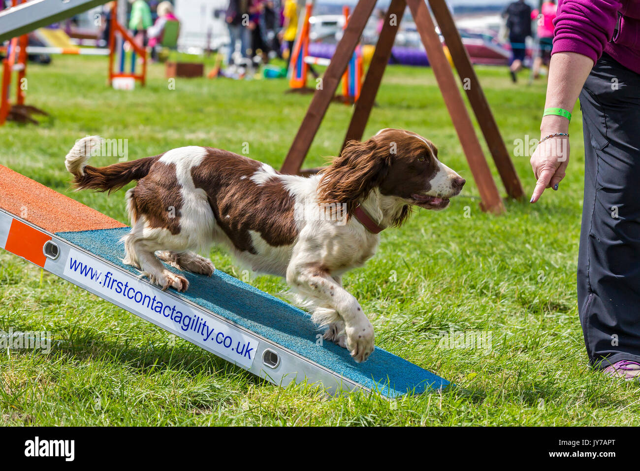 Spaniel Rockingham Rockingham, Northamptonshire, U.K. Kennel Club International. Dog ...