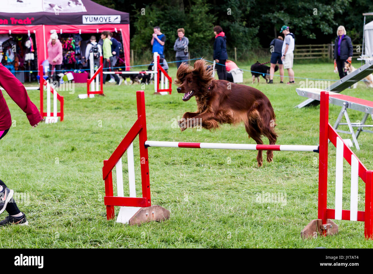 Rockingham, Northamptonshire, U.K. Kennel Club International. Dog