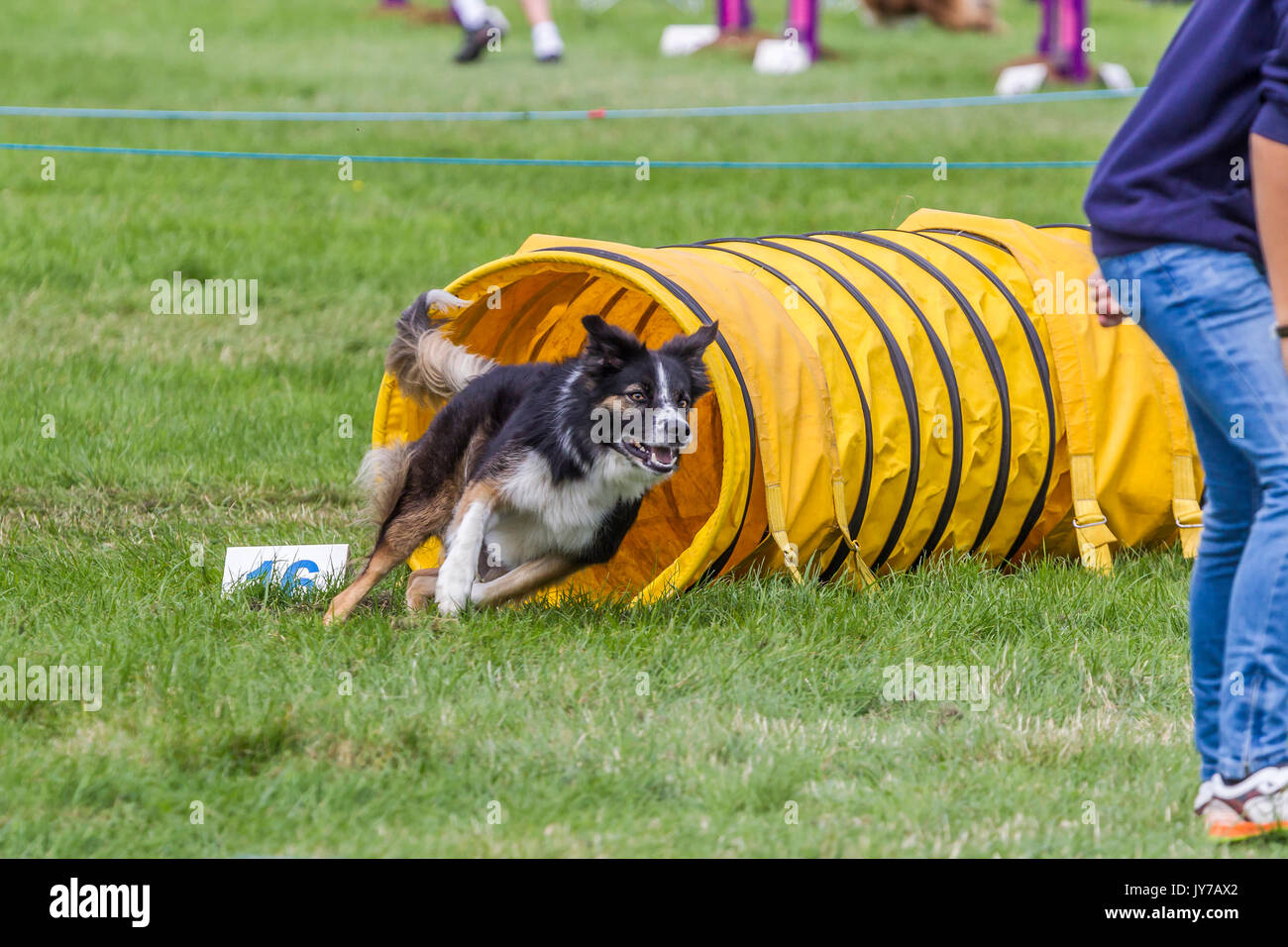 Rockingham, Northamptonshire, U.K. Kennel Club International. Dog