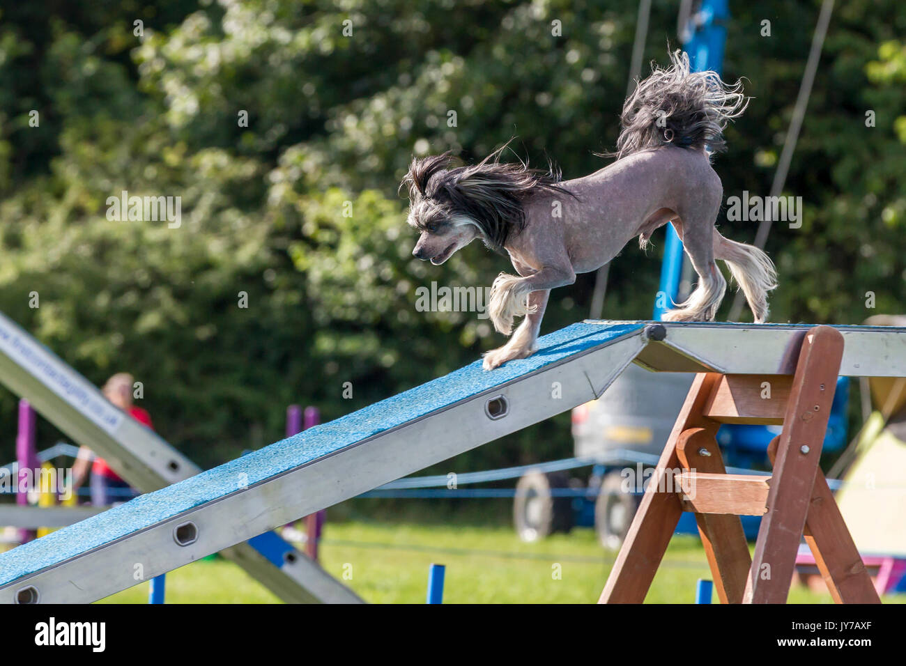 Chinese crested dog show hires stock photography and images Alamy
