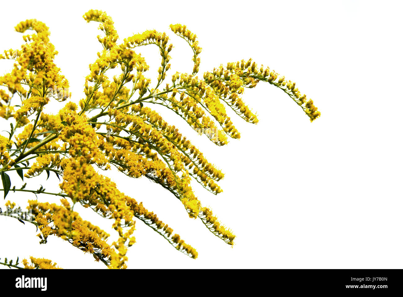 Solidago virgaurea, European goldenrod or woundwort. Stock Photo