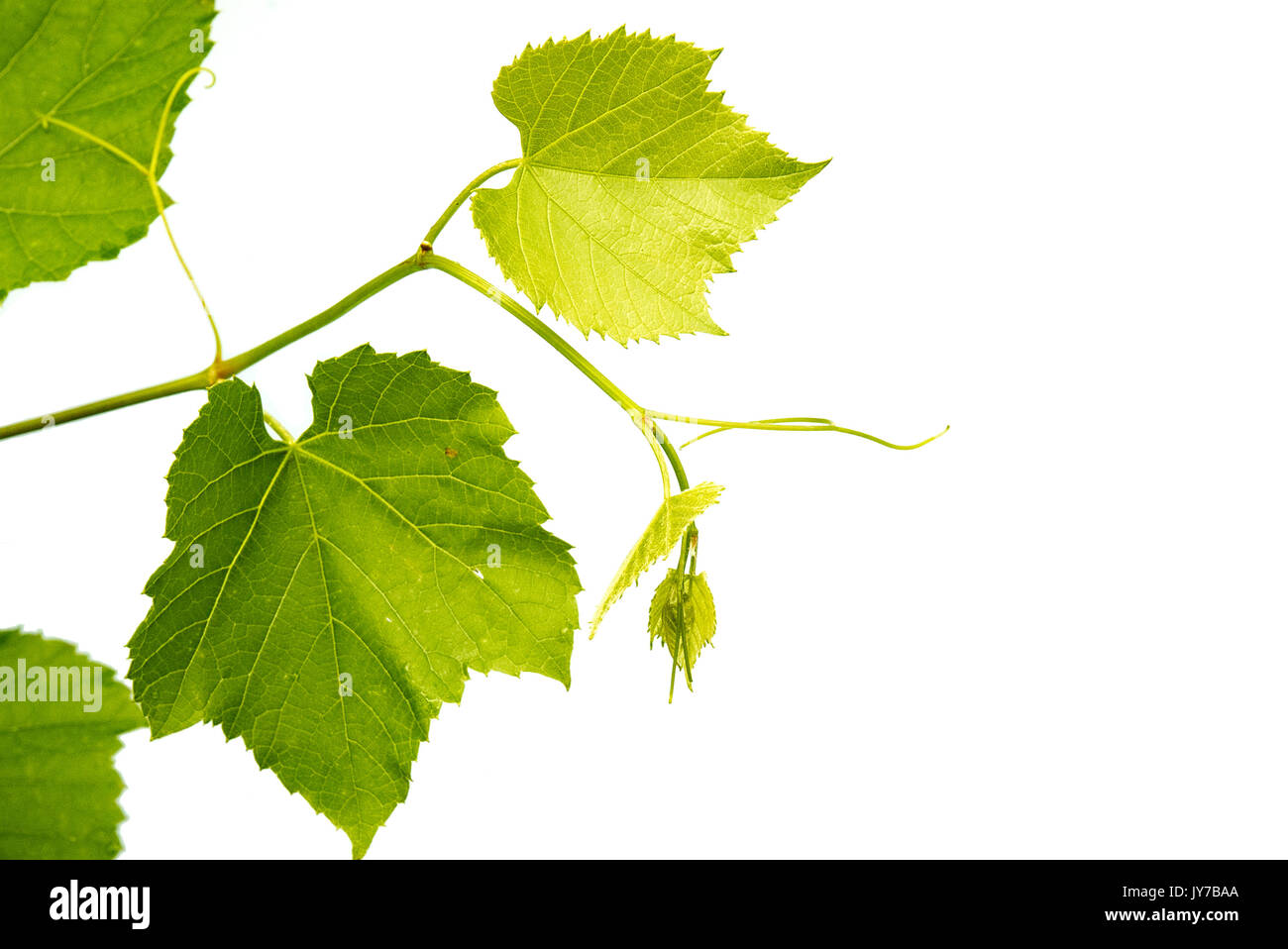 Vitis vinifera common grape wine. Stock Photo