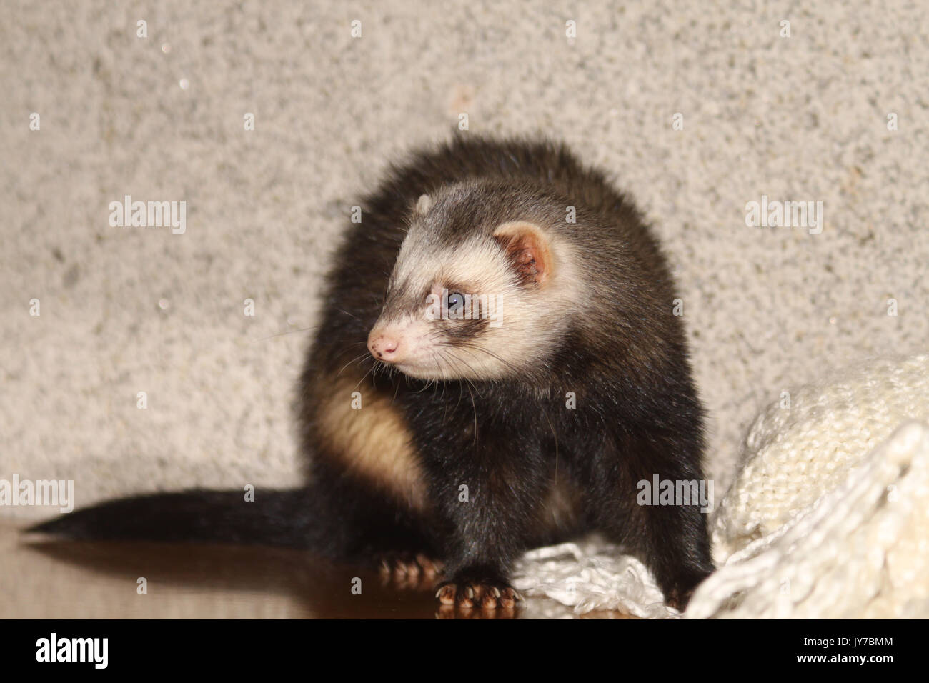 exotic ferret pet portrait in studio Stock Photo