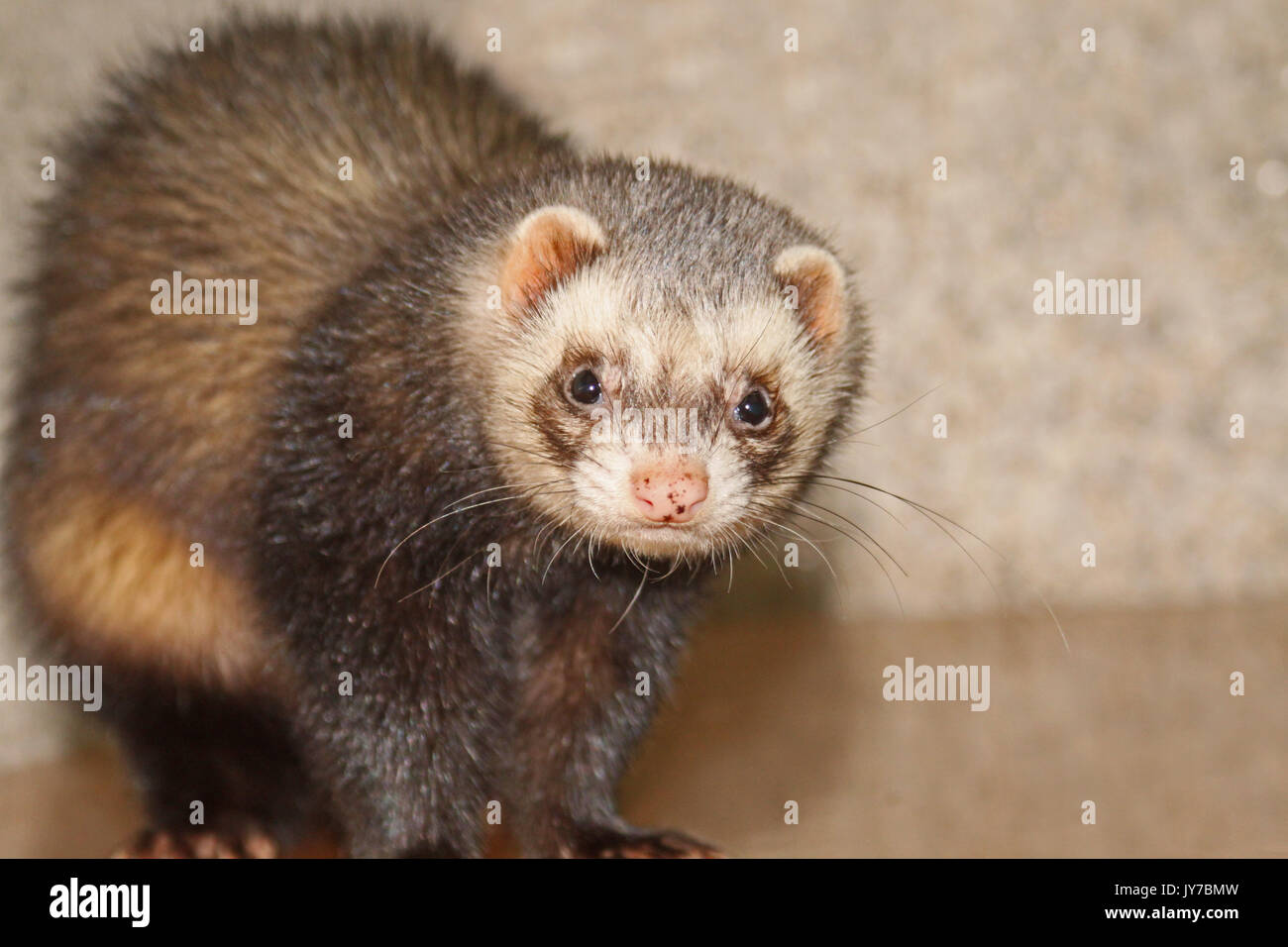 exotic ferret pet portrait in studio Stock Photo