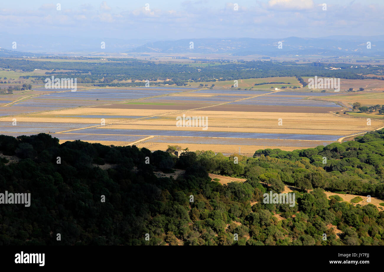 Rice growing paddy fields in countryside near Vejer de la Frontera, Cadiz province, Spain Stock Photo