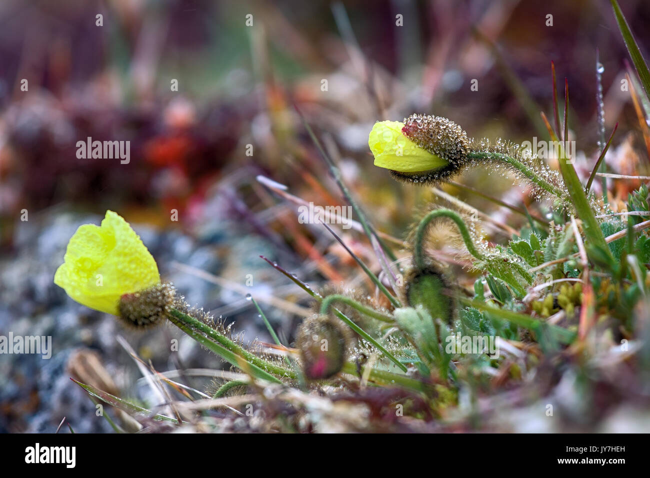 Only original flowers grow near the North pole. Arctic poppy (Papaver radicatum) coated fibers