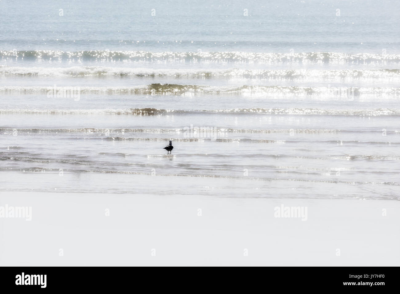 A seagull walks in the water at the beach of Essaouira, Morocco. Soft, glow, high key image. Stock Photo