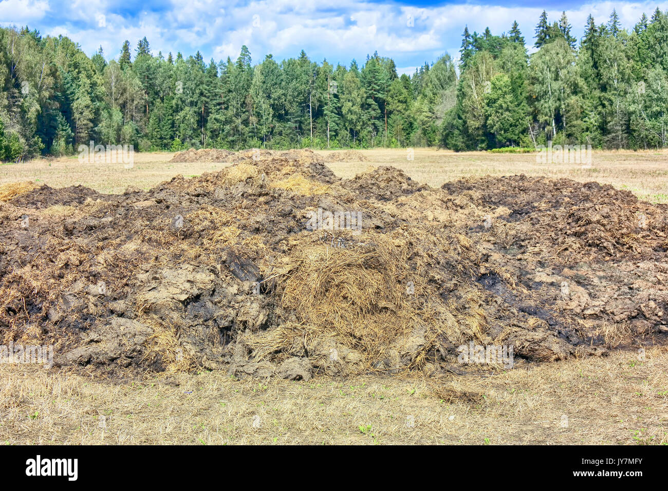 Fertilizer from cow manure and straw. Heap of manure in field early