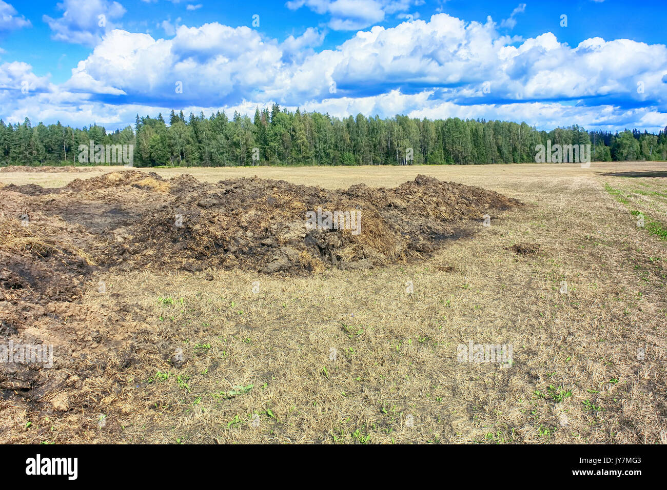 Fertilizer from cow manure and straw. Heap of manure in field early spring to fertilize fields