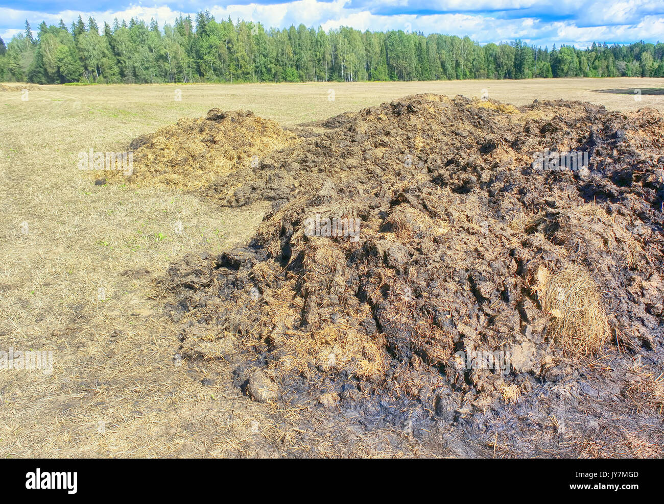 Fertilizer from cow manure and straw. Heap of manure in field early spring to fertilize fields