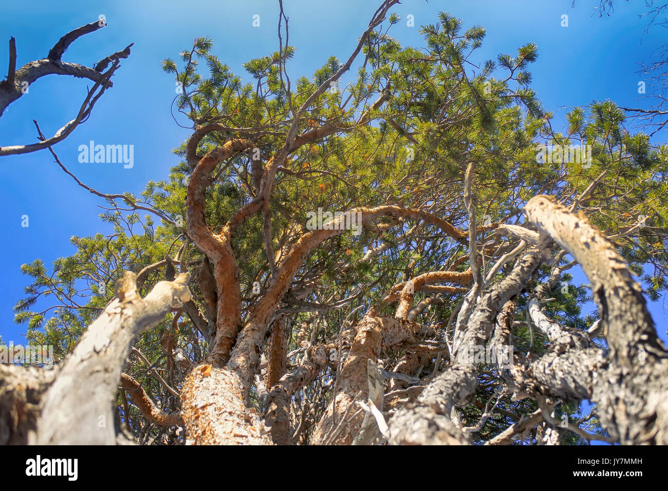 Pathology of trees. Column prominent pine. Unusual pine, dense plexus of branches indicates children illness (mistletoe infestation) or machinations o Stock Photo