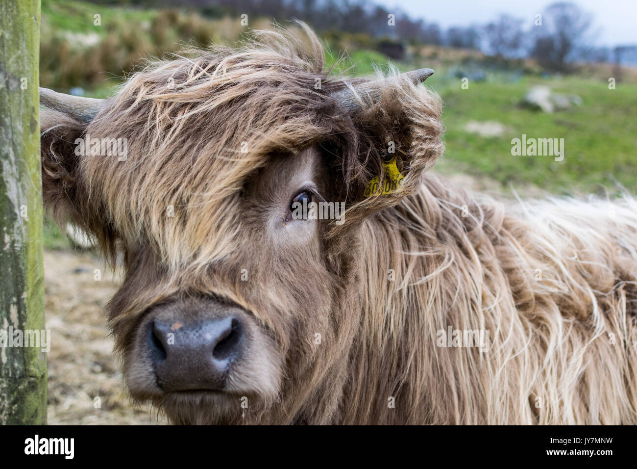 A Highland cow calf looking out curiously Stock Photo