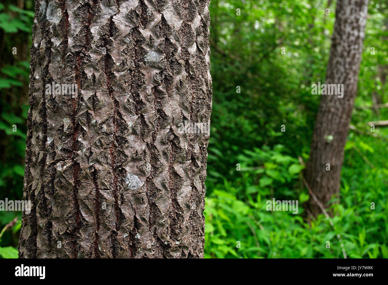 Poplar tree bark from river flood forest Stock Photo