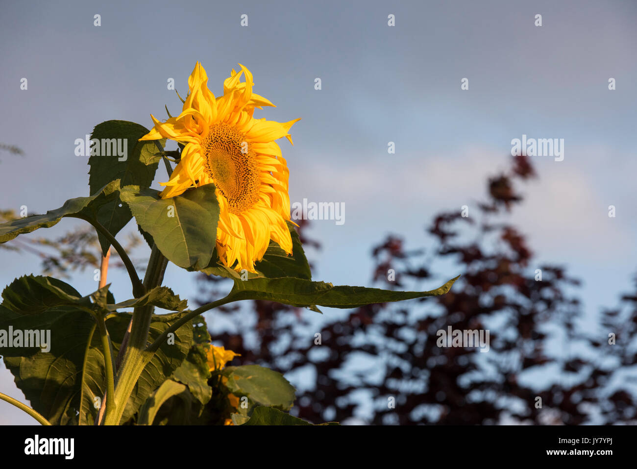 Sunflower titan hi-res stock photography and images - Alamy