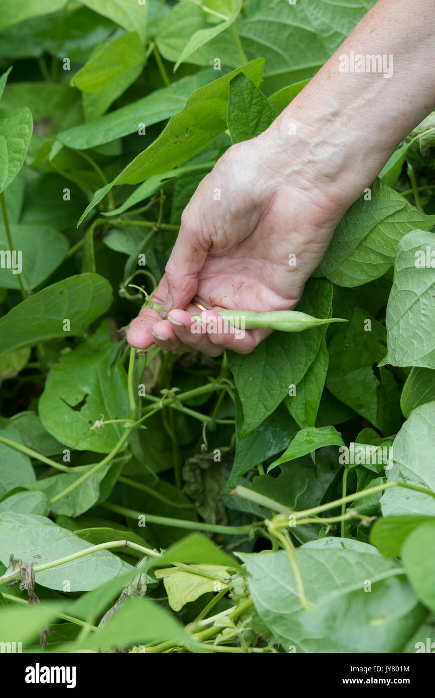 Phaseolus vulgaris. Gardener picking french beans from an english vegetable garden in August. UK Stock Photo