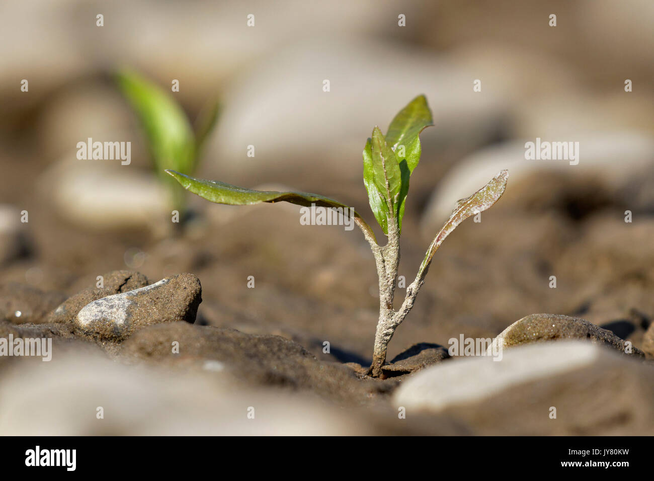 Water-pepper (Persicaria hydropiper) sapling in the Drava River Stock Photo