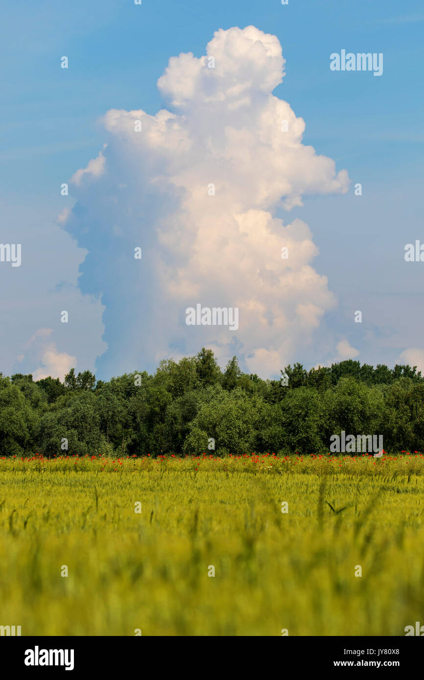 Giant cloud above the wheat field Stock Photo