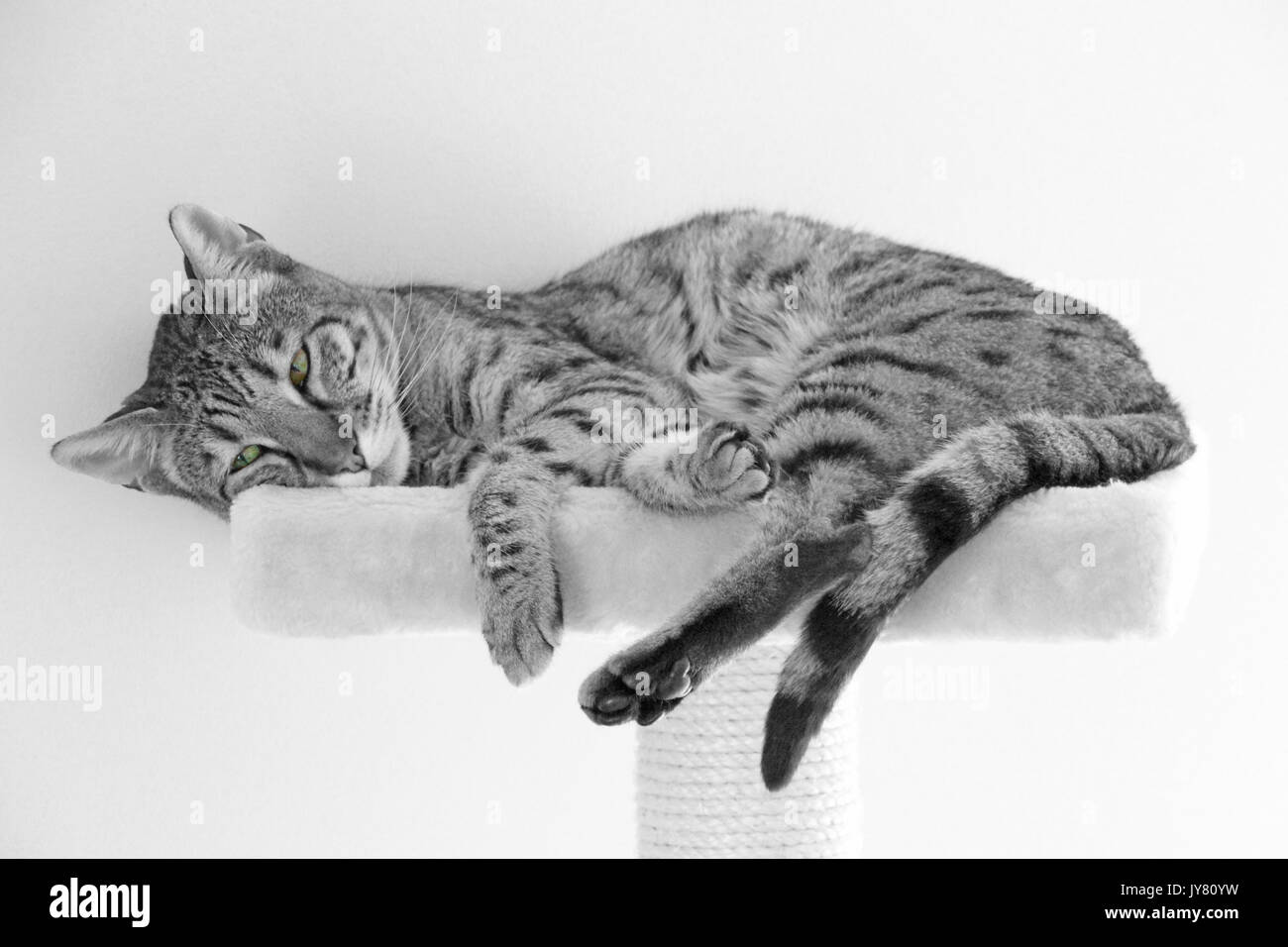 A Savannah cat lounges on a perch Stock Photo