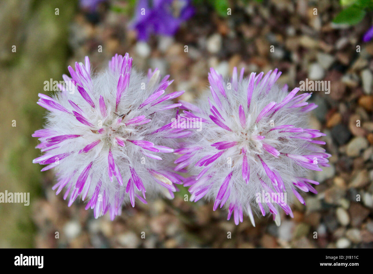 Close up of amaranthaceae ptilotus manglesii flowers Stock Photo