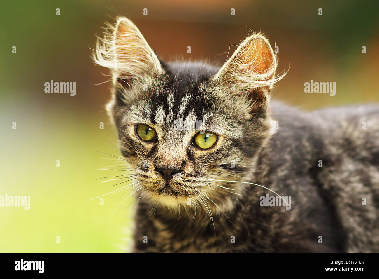 curious domestic kitten face, portrait of beautiful young animal with fluffy hair on ears Stock Photo