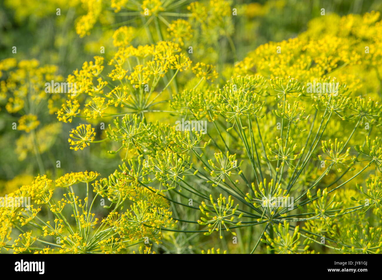 dill plant and flower as agricultural background Stock Photo Alamy