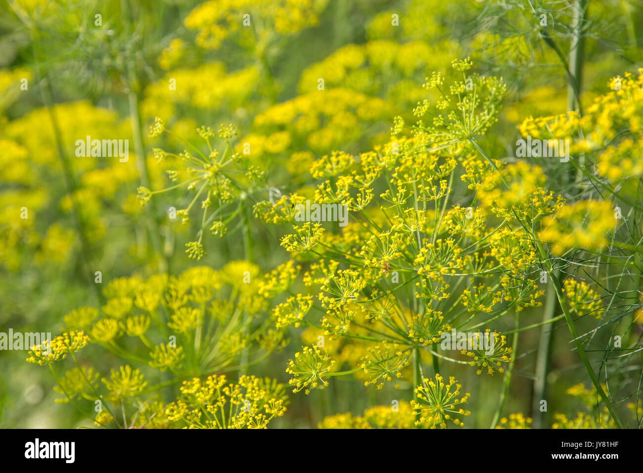 dill plant and flower as agricultural background Stock Photo Alamy