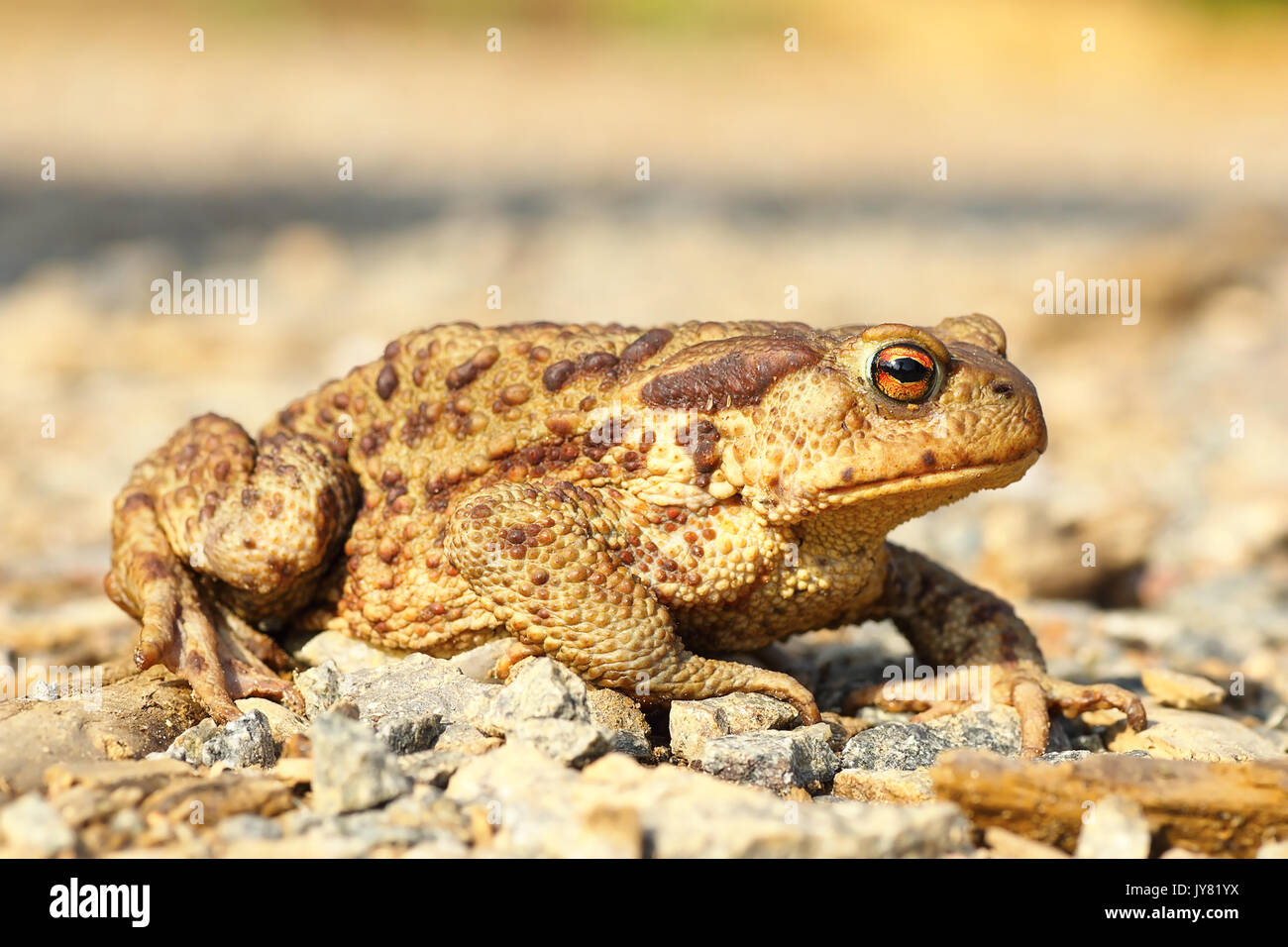european common brown toad on the ground ( Bufo ); this is one of the toxic european toads Stock Photo