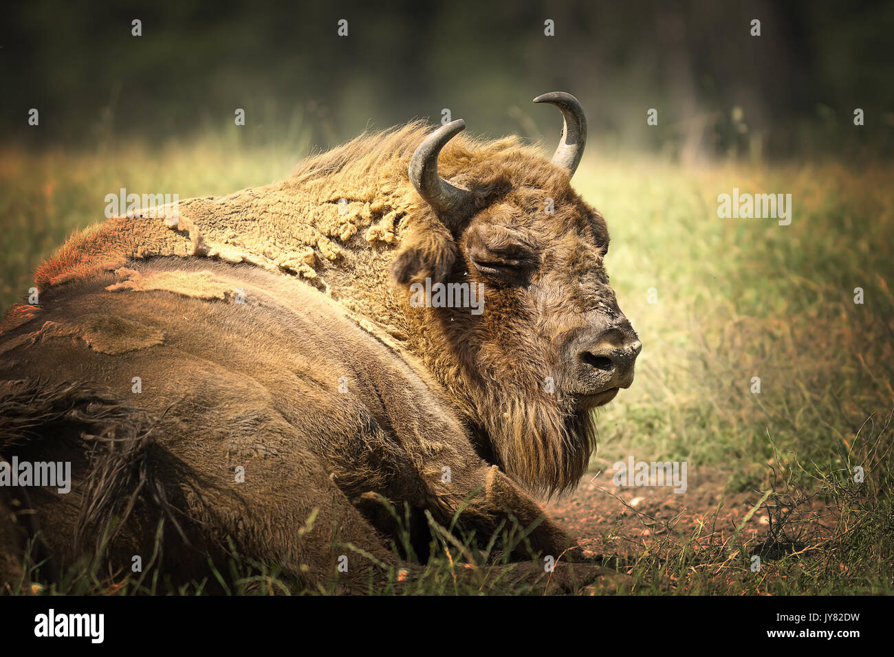 large european bison resting on ground, close up of big bull ( Bison bonasus ) Stock Photo