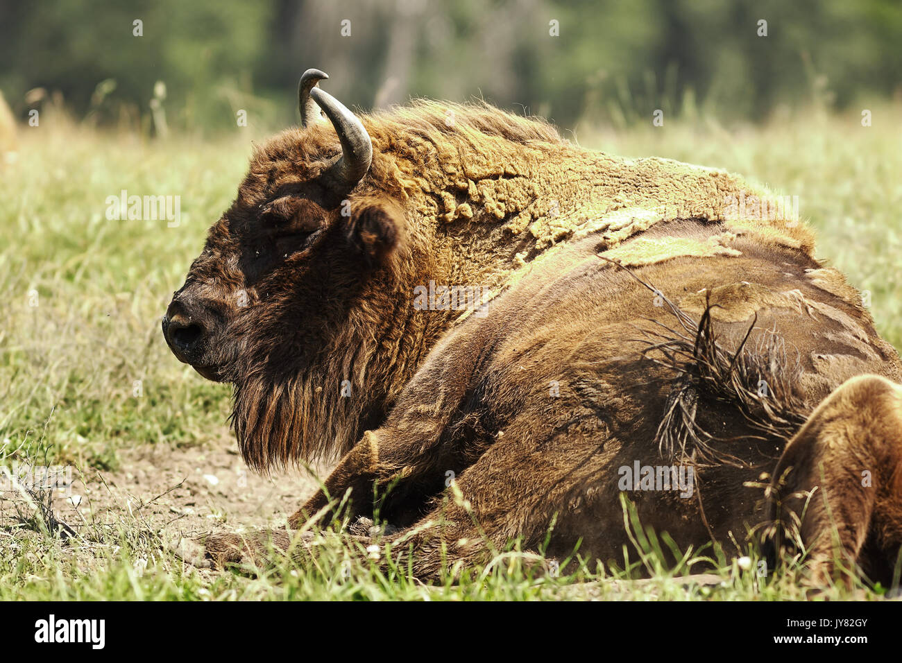 large european bison ( Bison bonasus ) resting on meadow Stock Photo