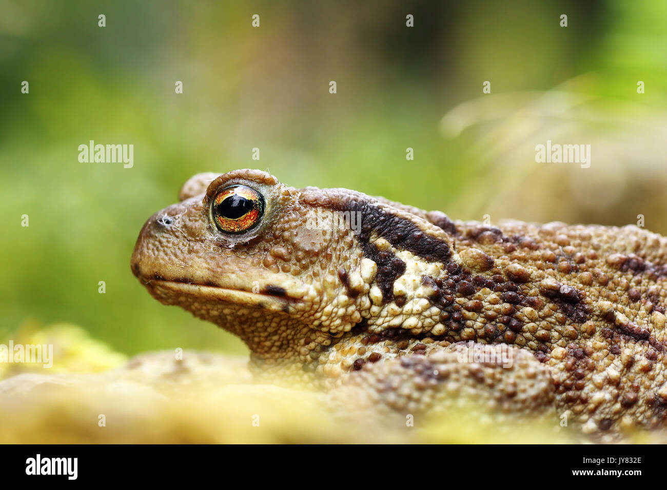 macro shot of toxic european common brown toad ( Bufo ), focus on eye Stock Photo