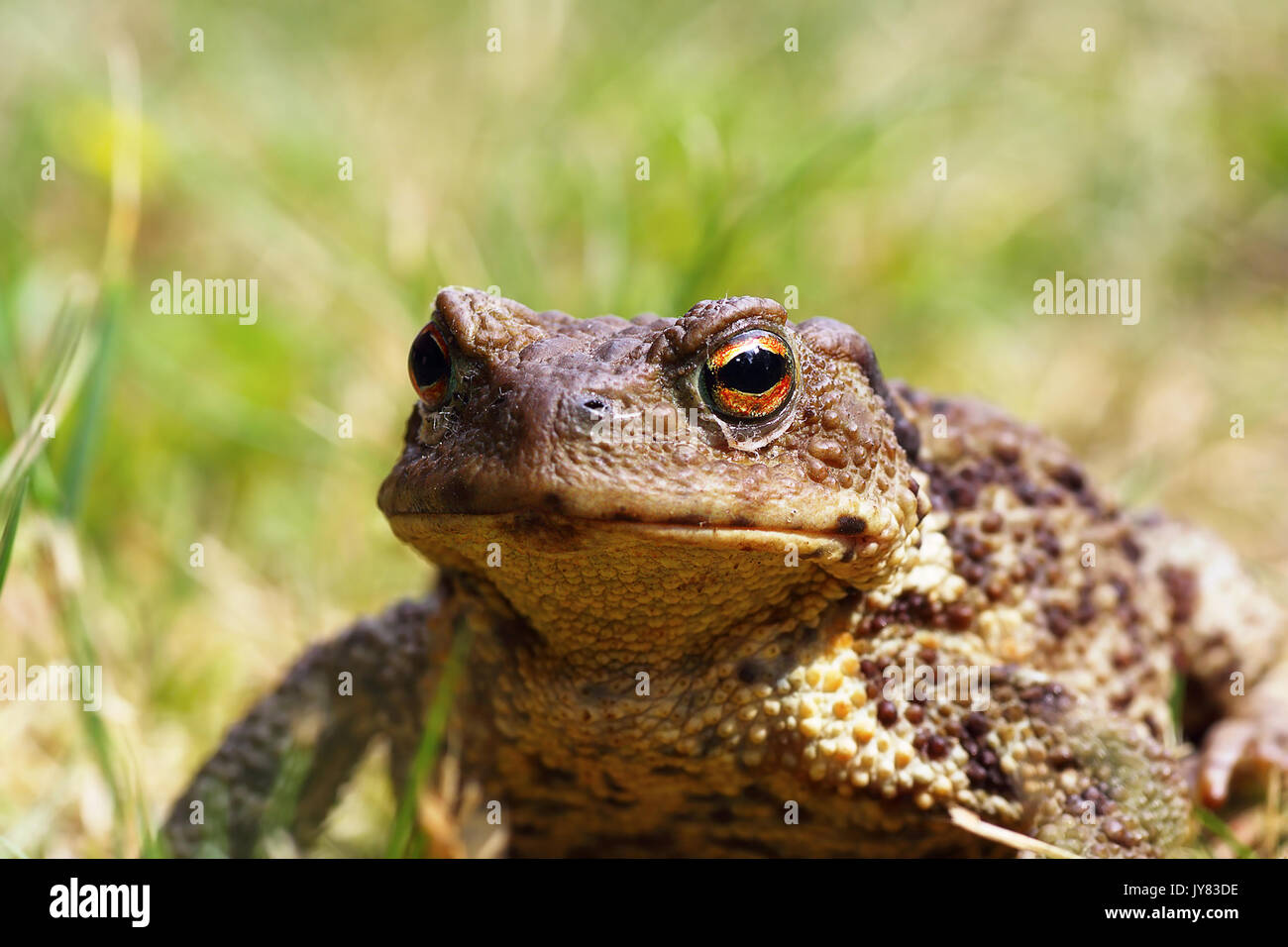 portrait of ugly common brown toad in the garden ( Bufo ) Stock Photo