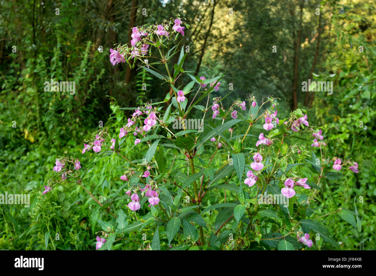 Impatiens nolitangere (touchmenot balsam) flower in the forest Stock Photo Alamy
