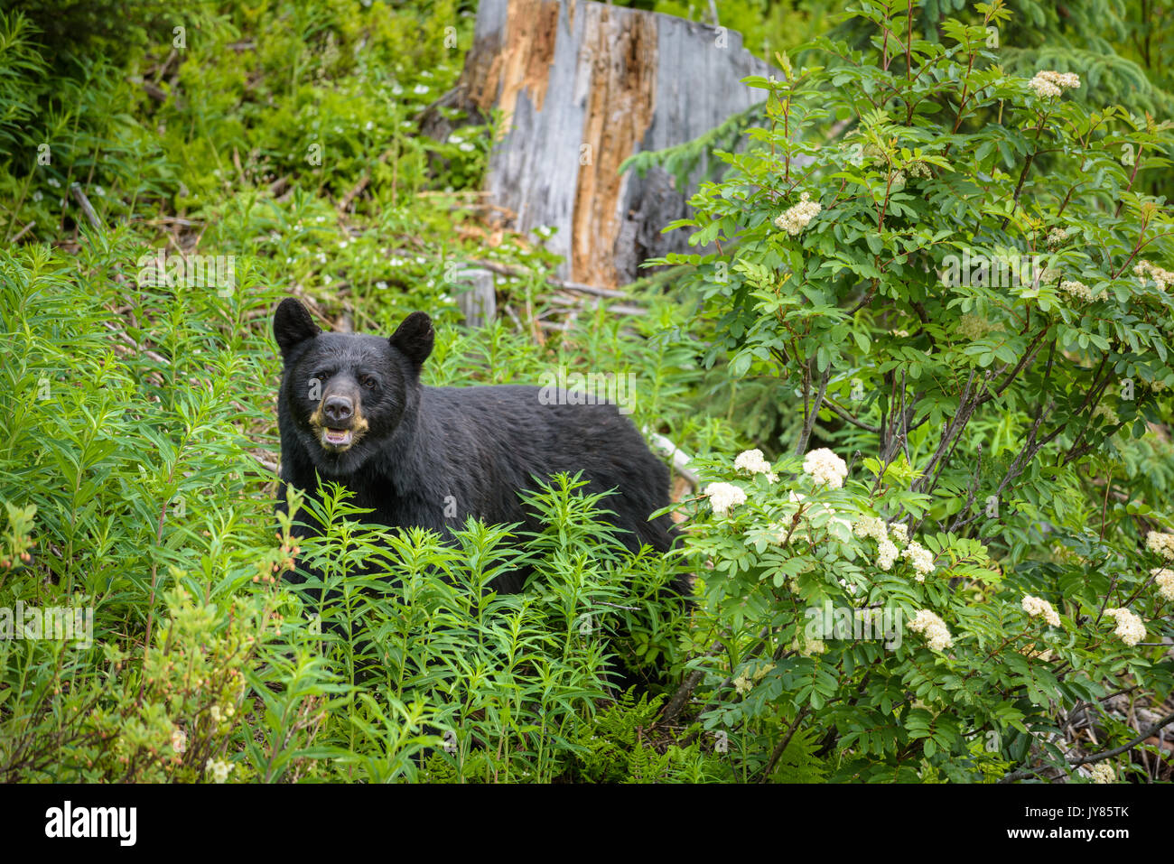 Wild Black Bear looks into camera in forests of Banff and Jasper National Park, Canada Stock Photo