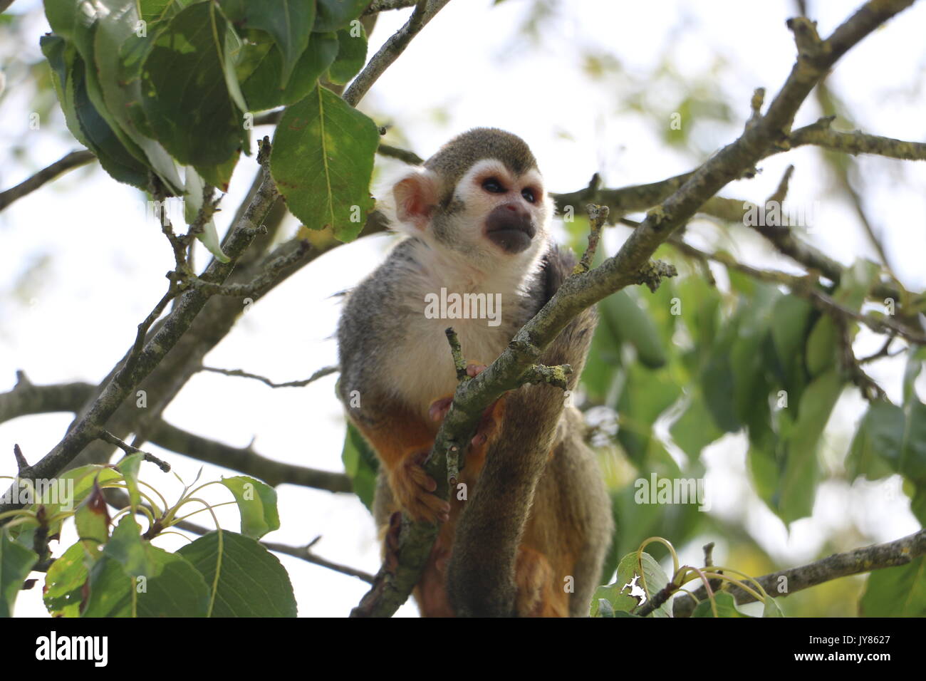 saimiri, monkey Stock Photo