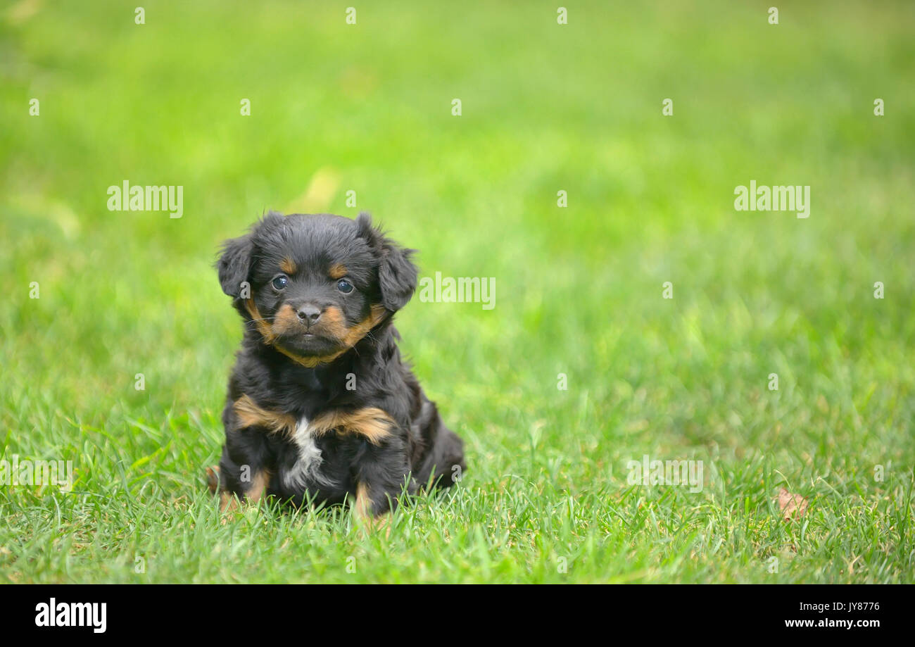 Cute pekingese puppy dog on grass Stock Photo