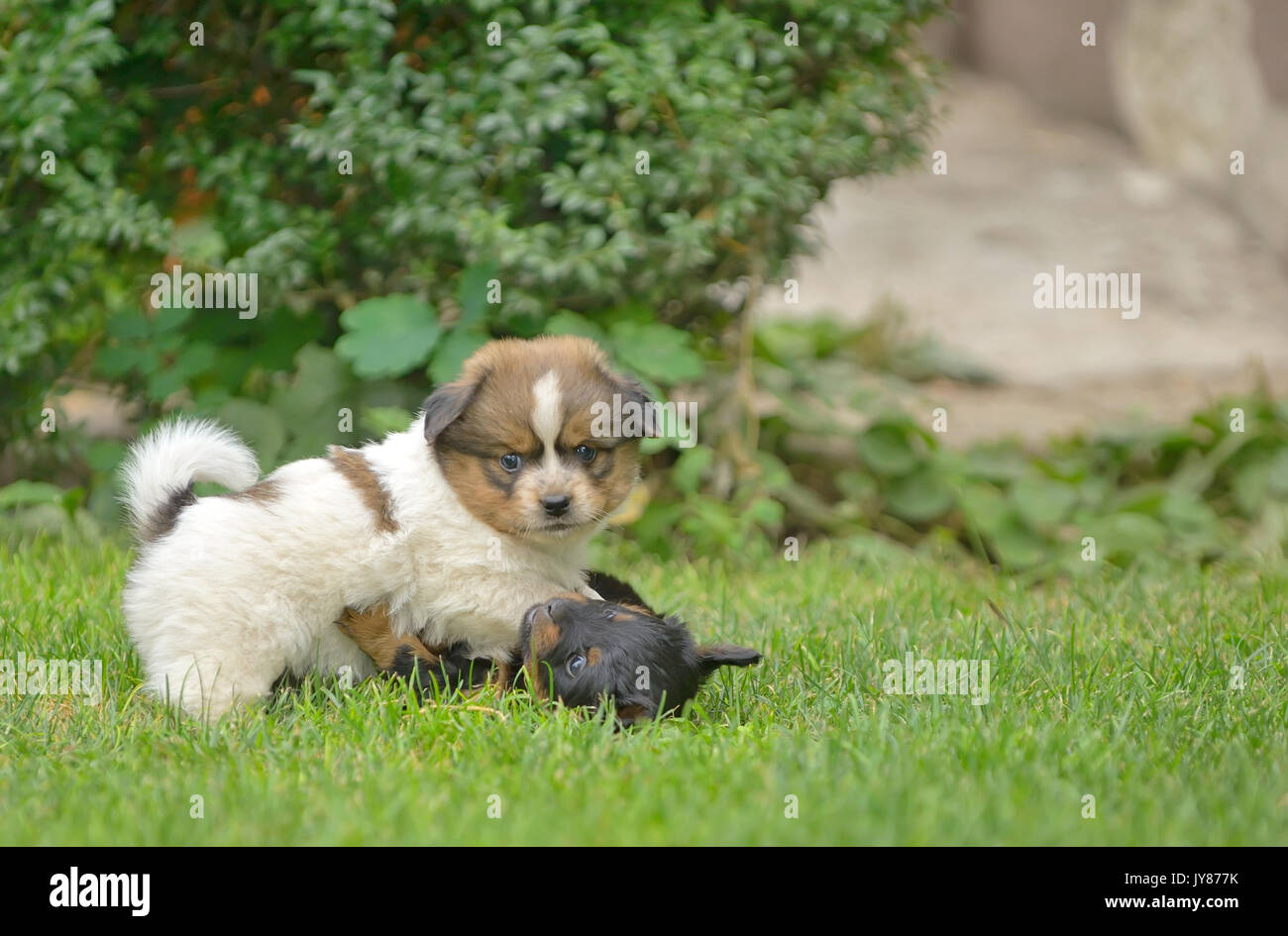 Cute pekingese puppy dogs play on grass Stock Photo