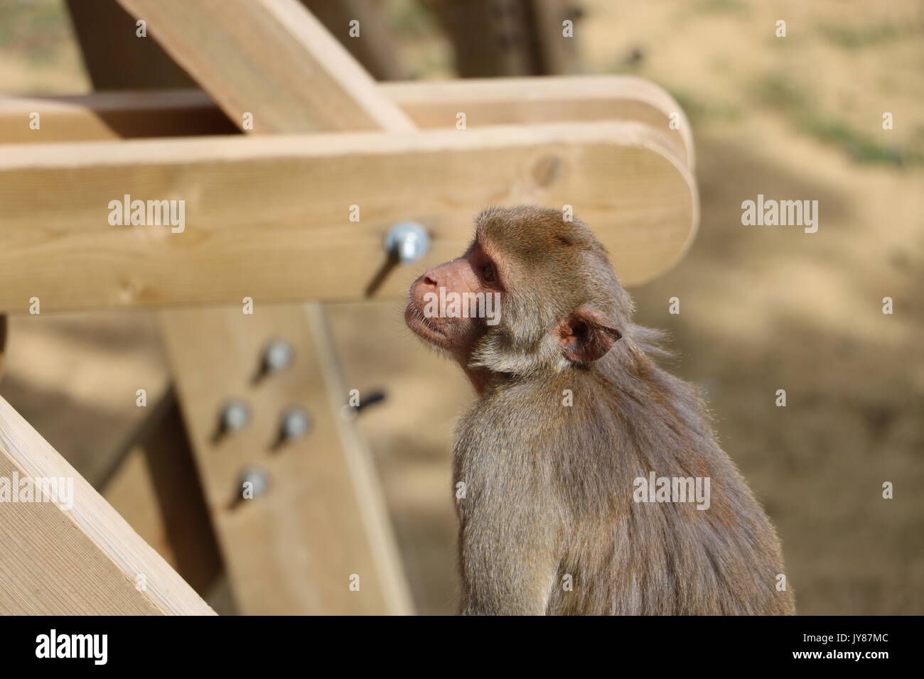 macaque, monkey Stock Photo