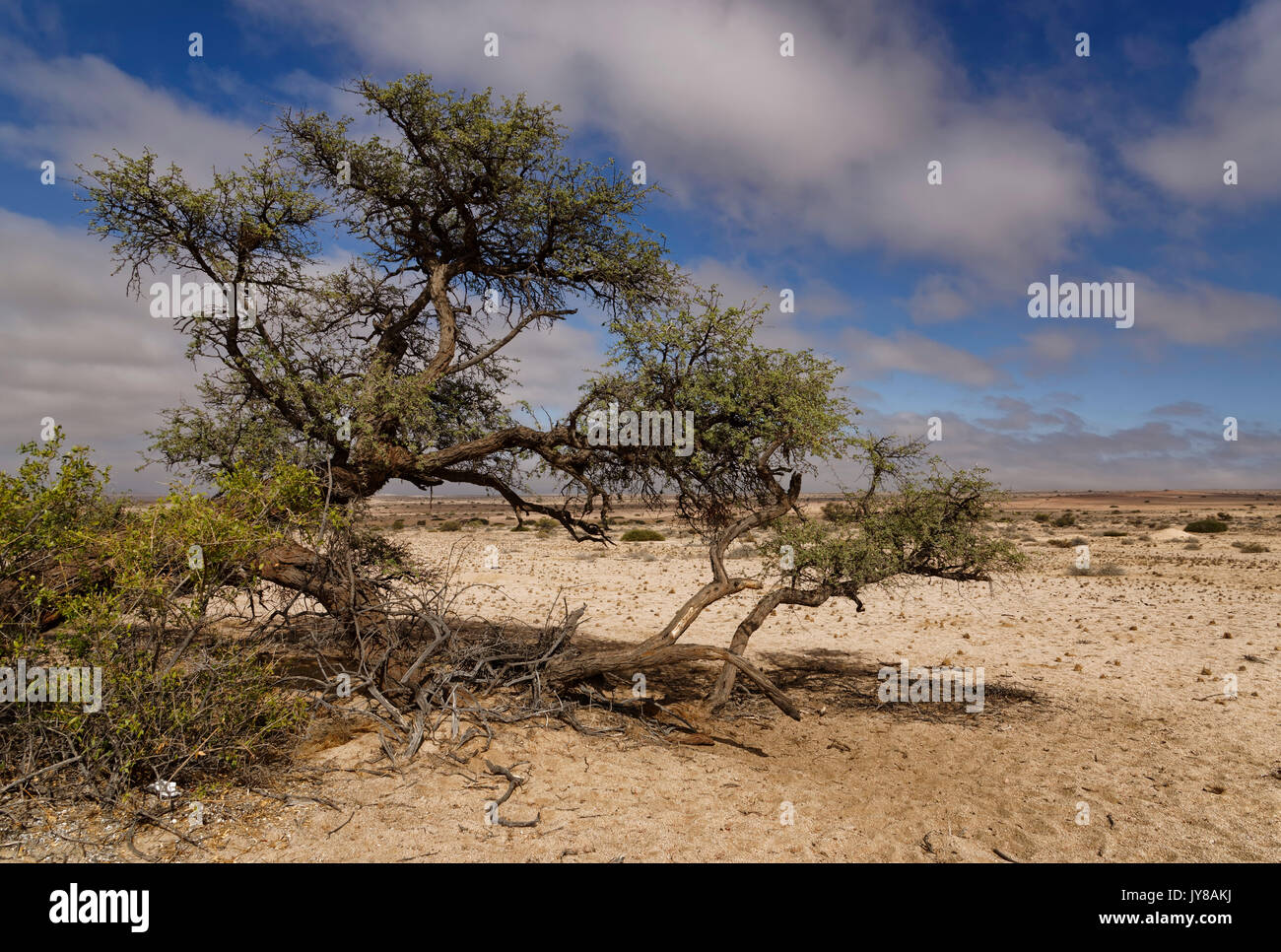 Farm Wüstenquell (Wuestenquell Guest Farm): Tree (acacia) in the Namib Desert, Distrikt Karibib, Erongo Region, Namibia Stock Photo
