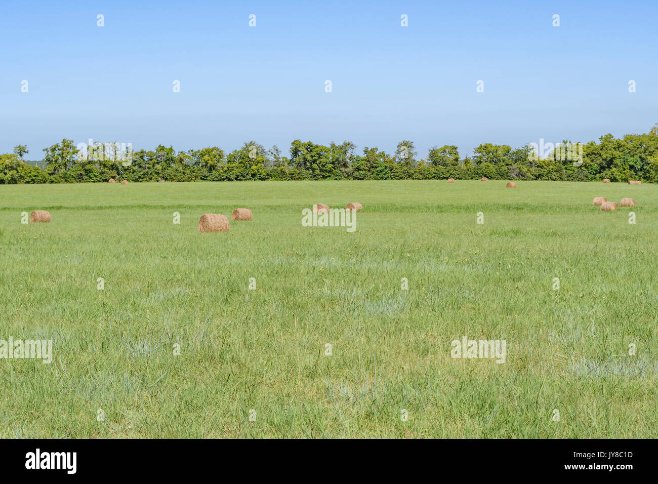 Johnsongrass hires stock photography and images Alamy