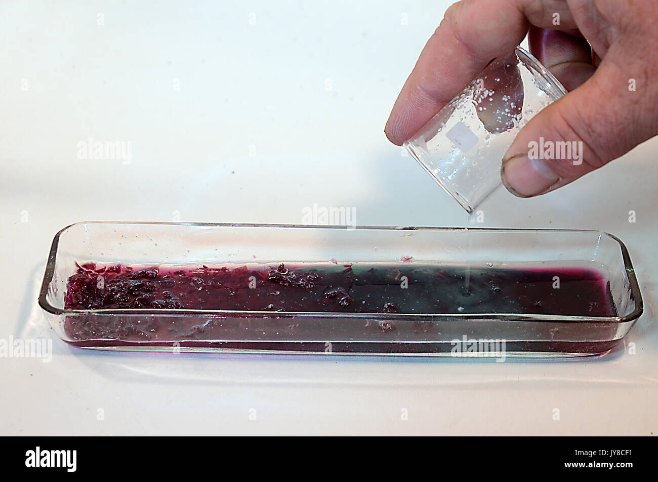Red cabbage chemistry experiment hires stock photography and images