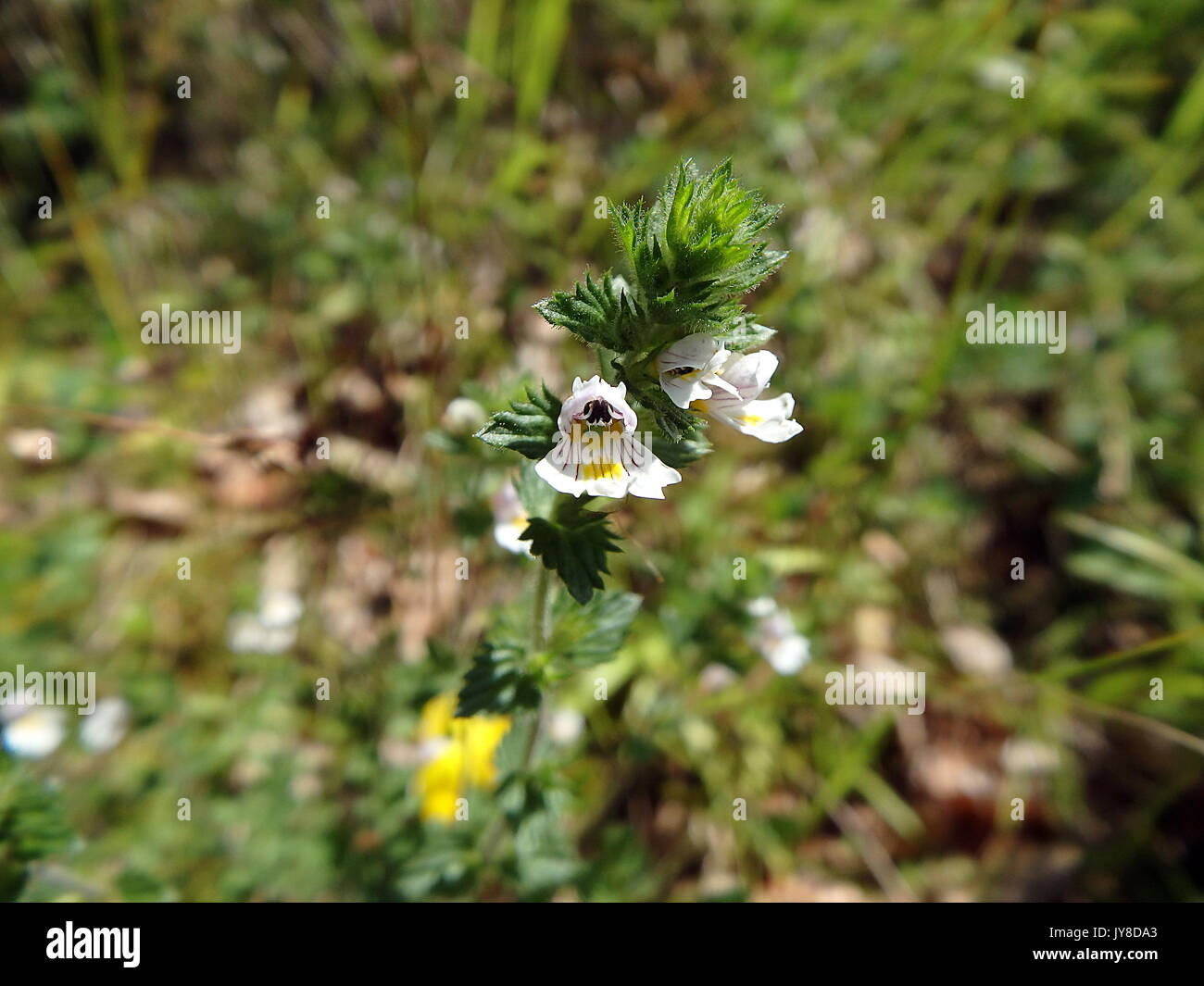 Flowers of the Eyebright, (Euphrasia rostkoviana) Stock Photo