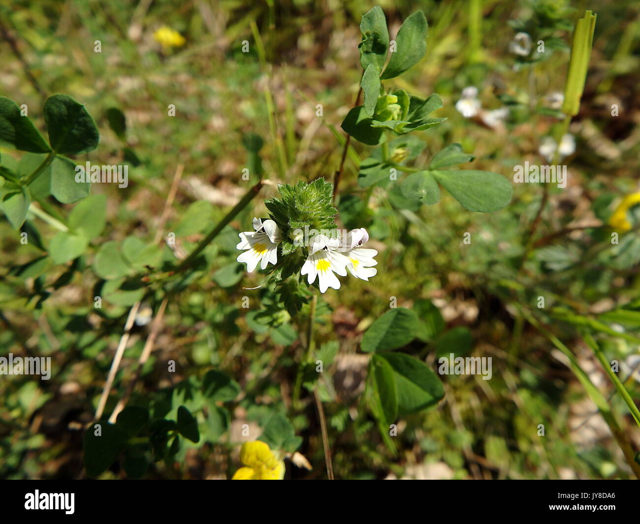 Flowers of the Eyebright, (Euphrasia rostkoviana) Stock Photo