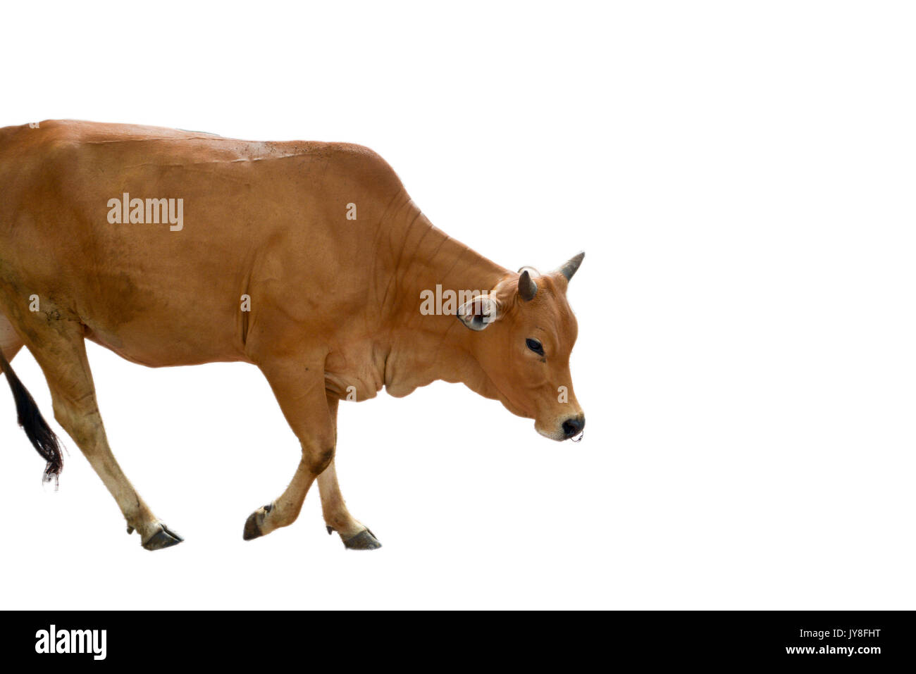 Cow walking and isolated white background Stock Photo