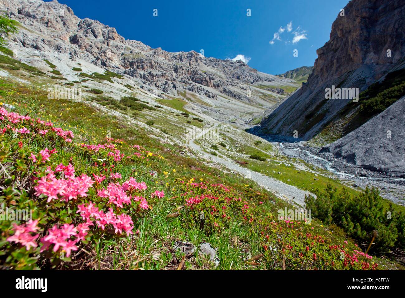 Rhododendron blooming in the wild Valle della Forcola, Valtellina,Lombardy Italy Europe Stock Photo