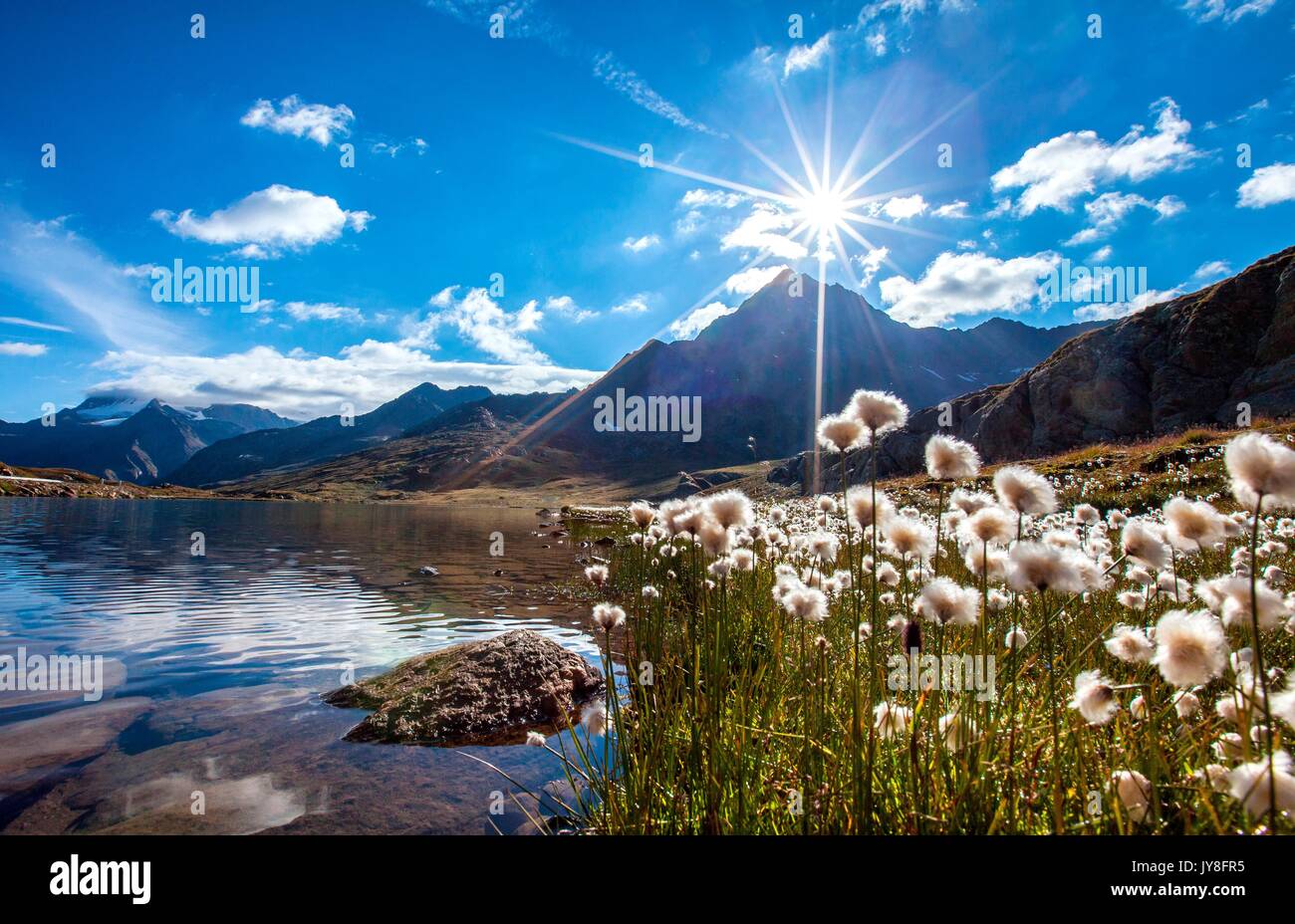 Cotton-grass (eriophorus) blooming by Lake Bianco at the Gavia Pass - Valfurva, Valtellina, Lombardy Italy Europe Stock Photo