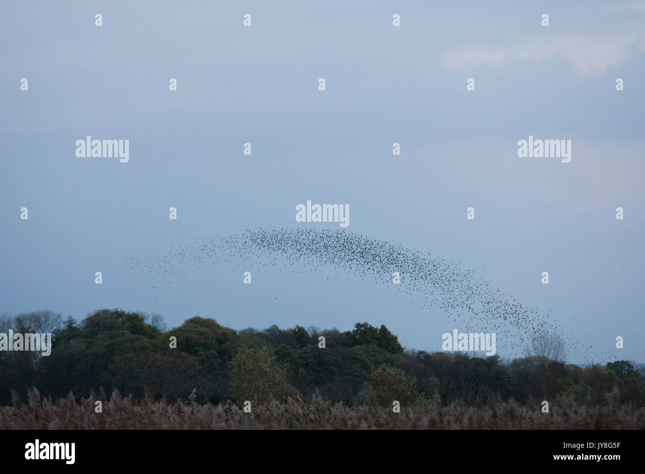 Somerset levels, UK. Small murmuration of starlings over the treeline in the evening. Stock Photo