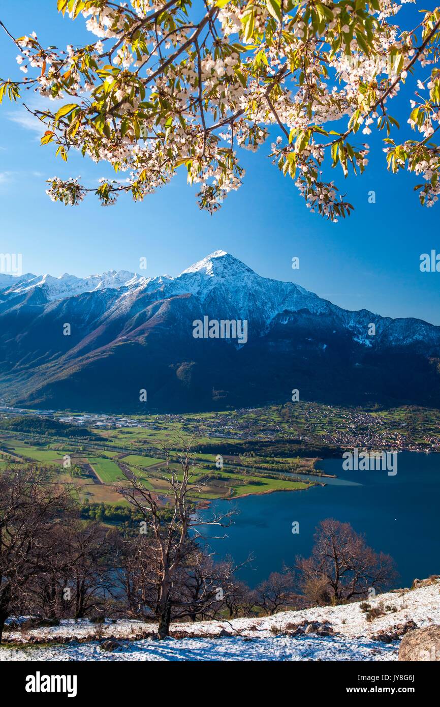 The arrival of spring on the mounts of Montemezzo with a blooming cherry-tree and Mount Legnone in the background. High Lario, Lombardy, Italy Europe Stock Photo