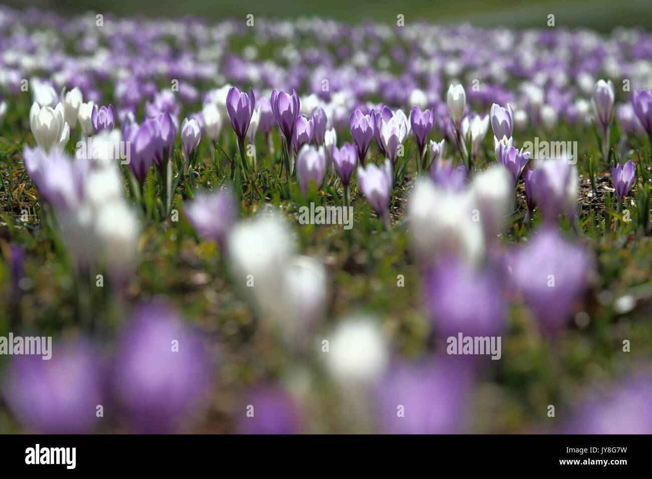 Blooming of bicolor crocus Lombardy Italy Europe Stock Photo