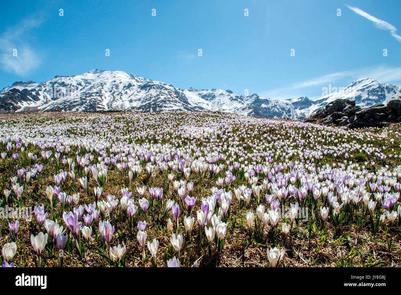 A meadow covered with crocus in Andossi, snow-capped peaks in the background - Valchiavenna, Italy Stock Photo