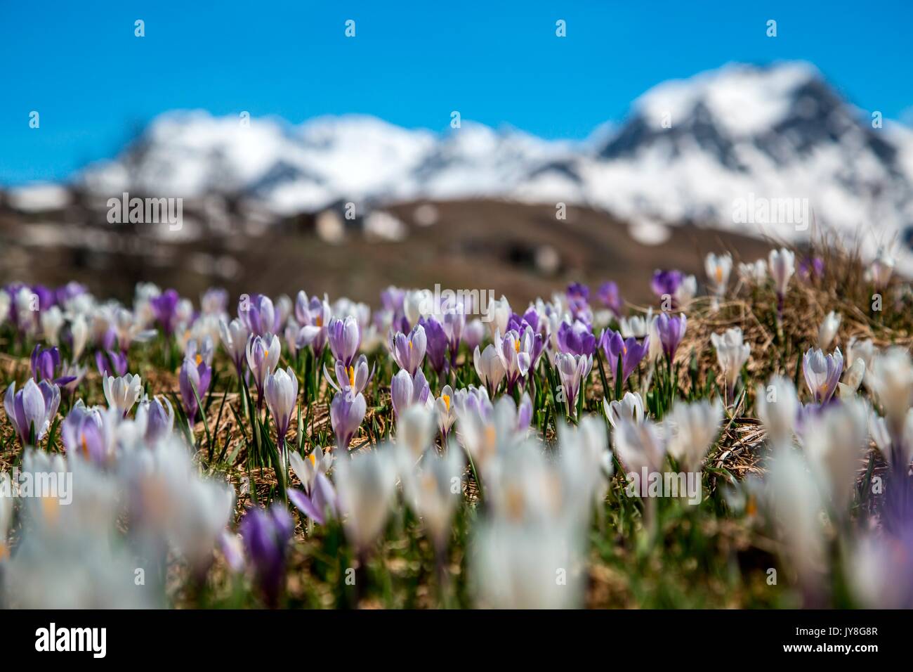 A meadow covered with crocus in Andossi, Valchiavenna, Italy Stock Photo